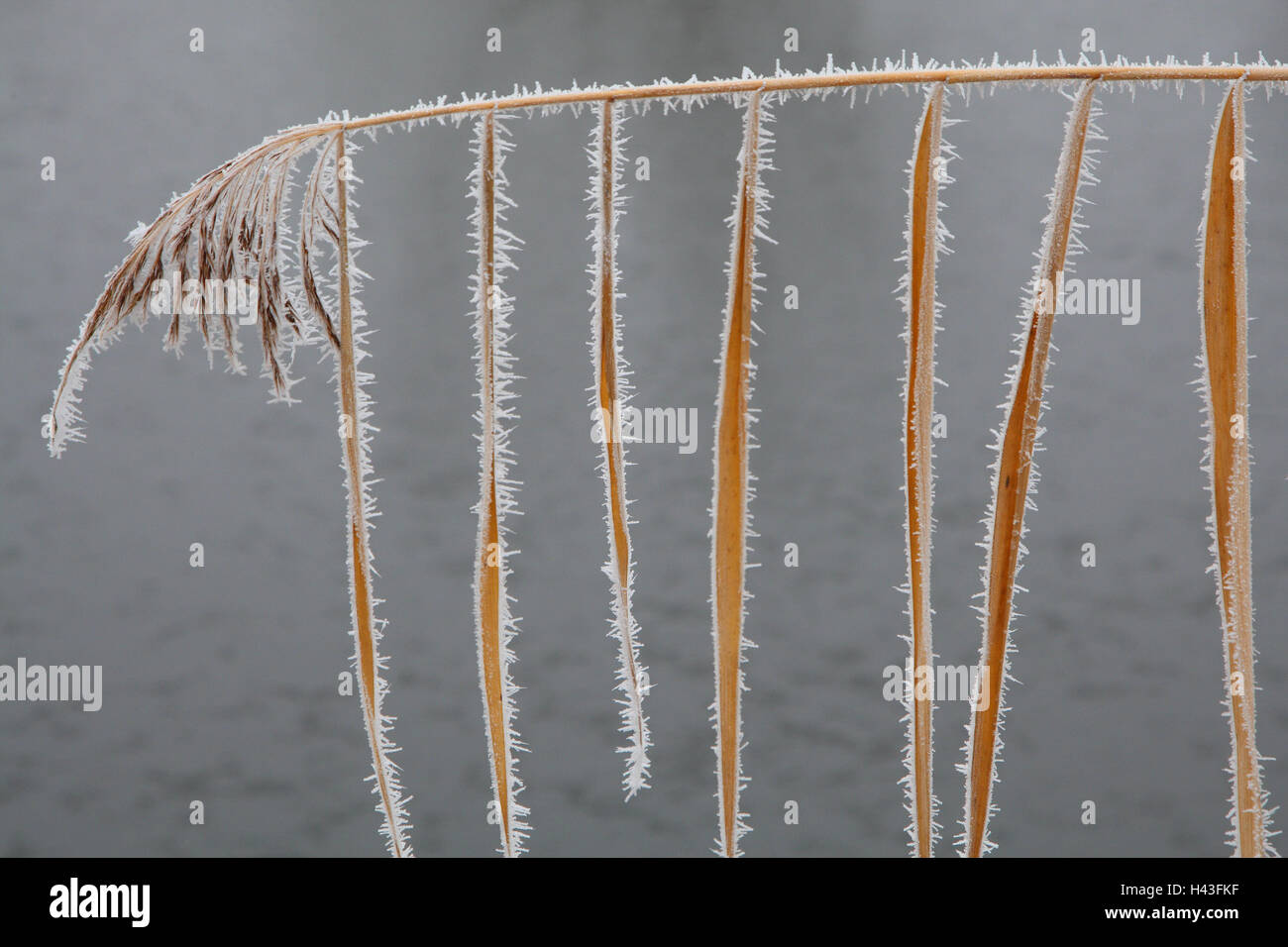Reed, Phragmites communis, givre, roseau, plante, feuilles, a gelé, l'eau, lac, lac, l'hiver, Banque D'Images