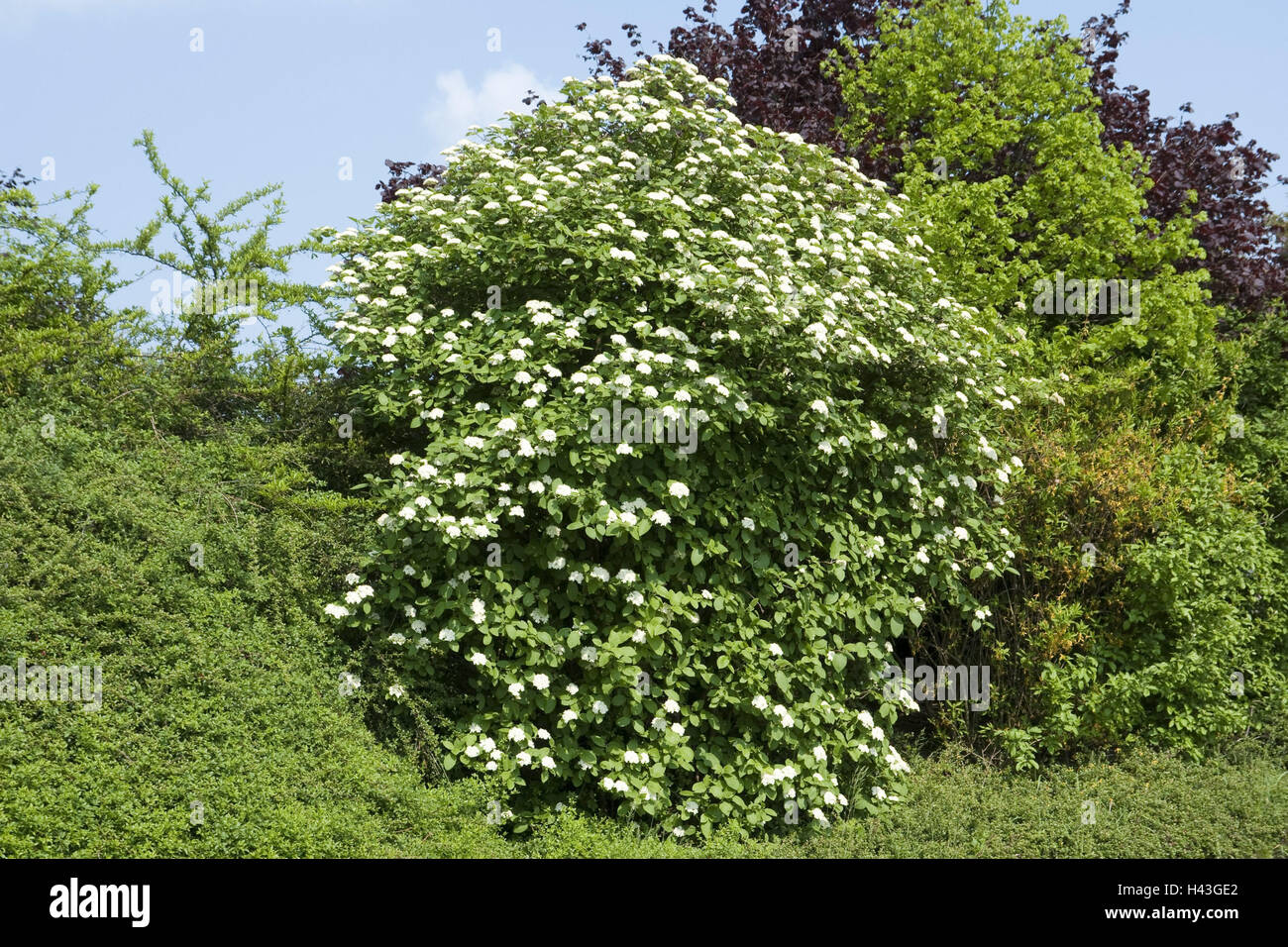 Arbuste, boule de neige Viburnum lantana, laineux, fleurs, blanc, arbuste, plante herbacée, musc, plante, arbuste boule de neige, nature, fleur, fleur de la période, l'Allemagne, Bade-Wurtemberg, arbuste d'ornement, bois, bois Banque D'Images