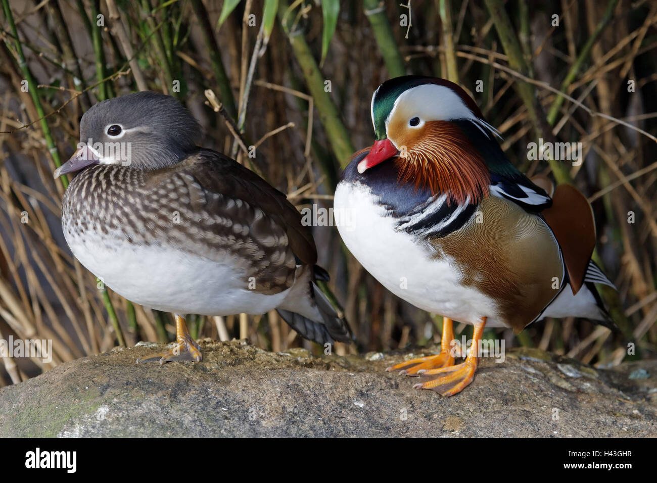 Canards mandarins, Aix galericulata, couple, Banque D'Images