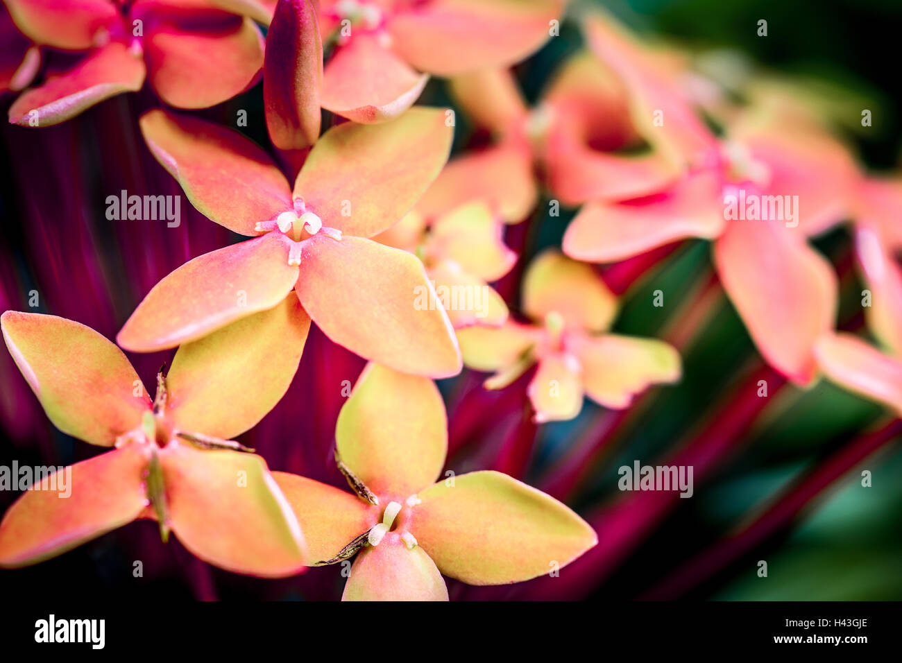 D'un plan macro fleur rouge Ixora dans jardin. Banque D'Images D'un plan macro fleur rouge Ixora dans jardin. Banque D'Images