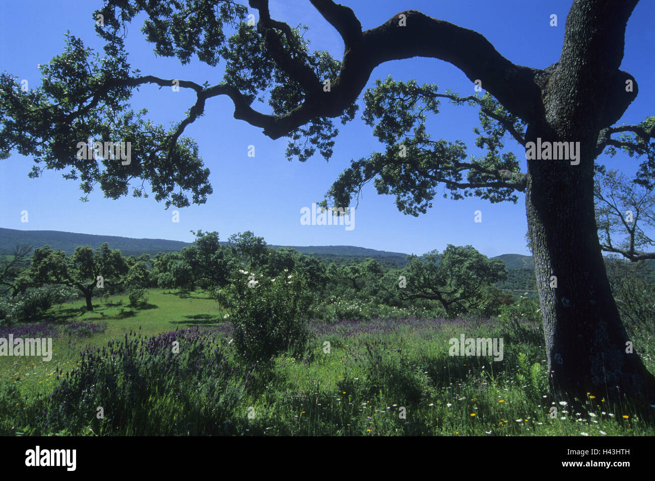 L'Espagne, ex-tréma dura, parc national de Monfragüe, chênes verts, Quercus ilex, choc sèche lavande, Lavandula stoechas, Banque D'Images