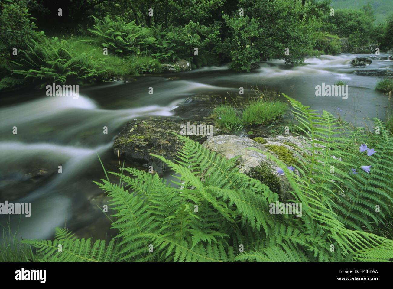 Grande Bretagne, Ecosse, Glen Lyon, forest Brook, fougère, vallée, l'été, Banque D'Images