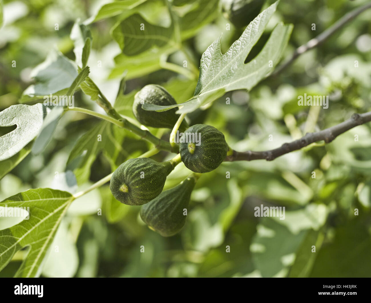 Figuier, Ficus carica, fruits, feuilles, medium close-up, Maulbeergewächse, figues, ficus, fruits, immature, vert, Close up, Banque D'Images