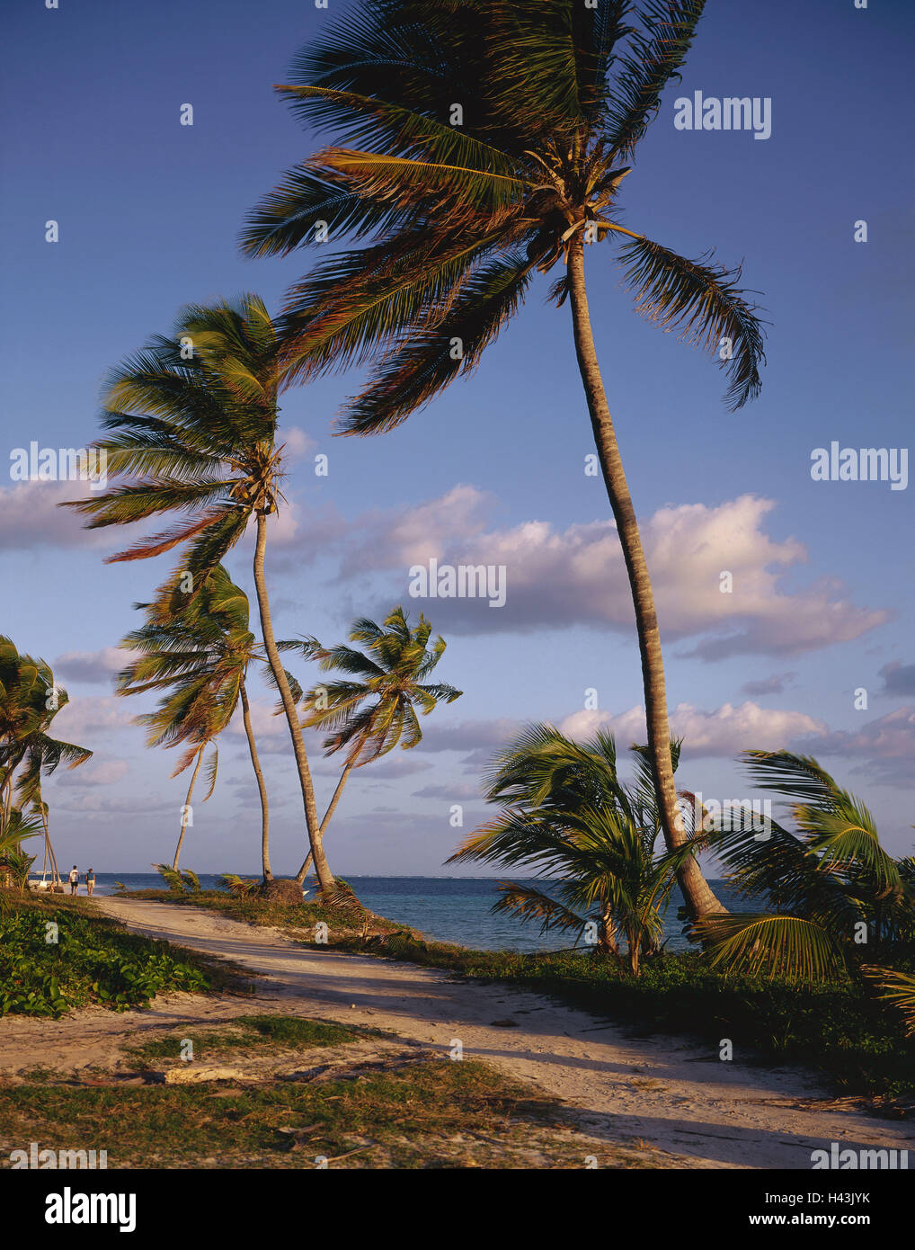 La République dominicaine, Punta Cana, plage, palmiers, way, touristiques, les Caraïbes, l'île, destination, tourisme, mer, eau, vent, vent, les arbres, les plantes, les gens, à l'extérieur, marche, sentier, Banque D'Images