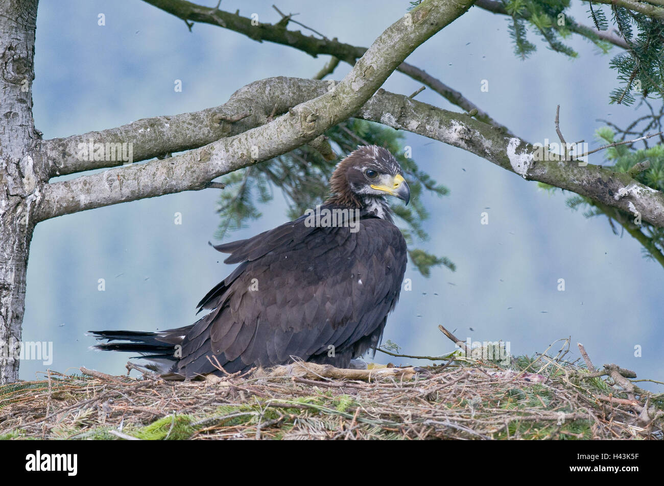 Les aigles de pierre, jeune animal, vue de côté, s'asseoir, aerie, Mau Reportage, la pierre d'aigle, oiseau de proie, oiseau de proie, prédateur, genre de proies d'oiseaux, l'aigle, femme, l'espèce animale, menace, menace, la protection des espèces menacées, arbre, tree, nid, nid de l'arbre à l'extérieur, faune, medium close-up, nid, nichée, de la faune, de la Slovaquie, Banque D'Images