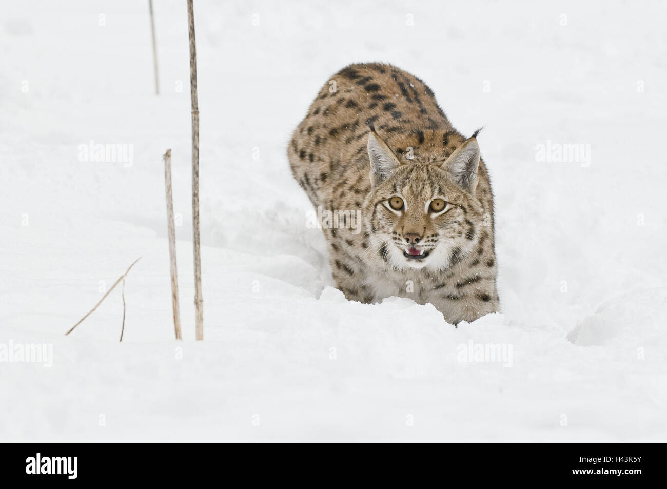 Le lynx, Lynx lynx, neige, rendez-vous, Big cat, predator, des mammifères, des animaux, de l'attention, de vigilance, la curiosité, la reproduction, l'espèce animale, menace, menace, la protection des espèces menacées, Frei-vie, peu d'hommes, parc national, hiver, froid, Slovaquie, désert, monde animal, animal sauvage, motion, tout le corps, d'augmenter, Banque D'Images