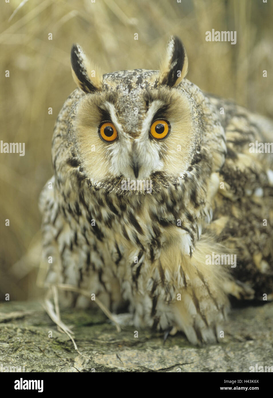 Long hibou des marais (Asio otus, s'asseoir, portrait, Banque D'Images