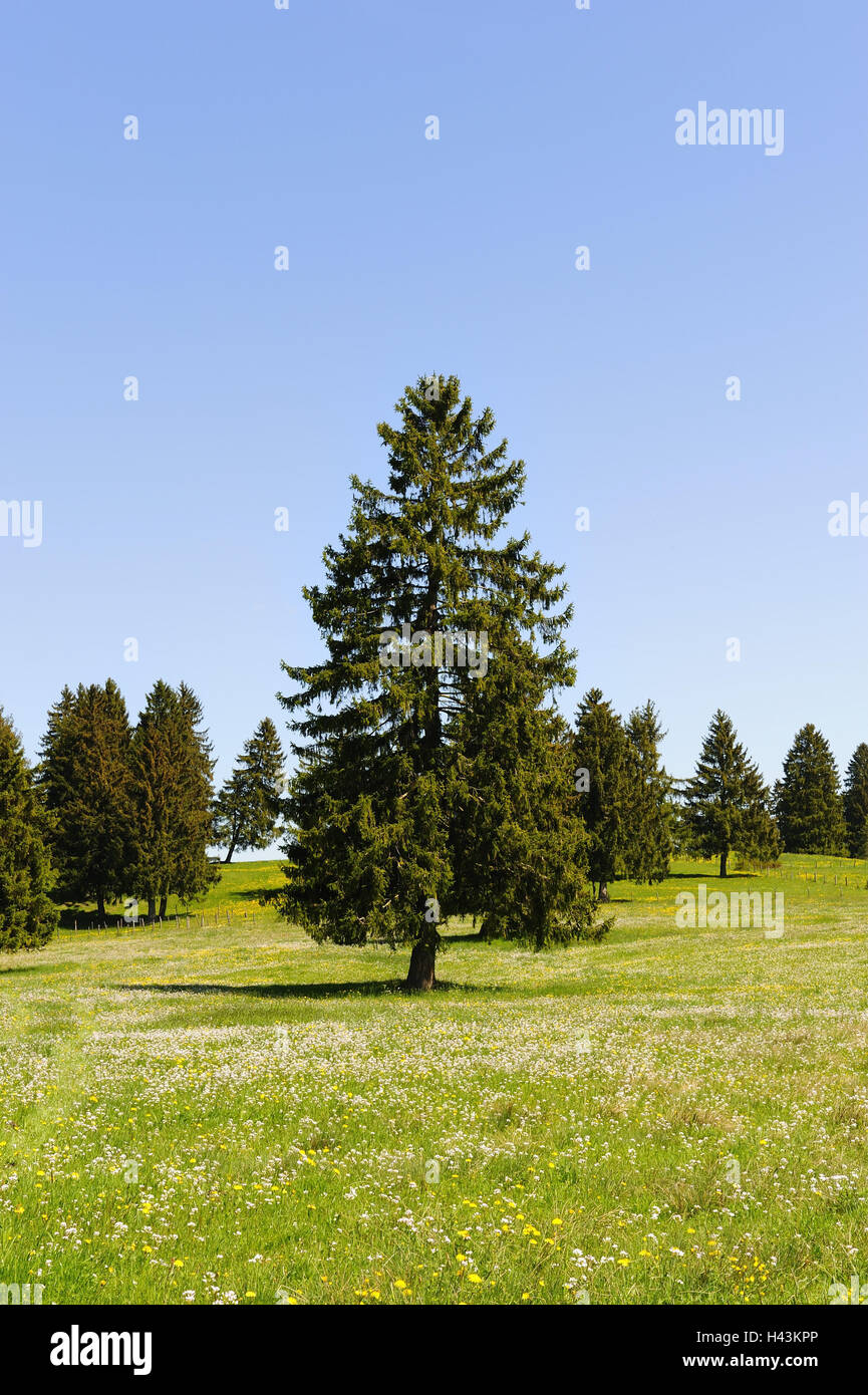 L'Allemagne, en Bavière, à l'Est, épinettes, de l'Allgäu Banque D'Images