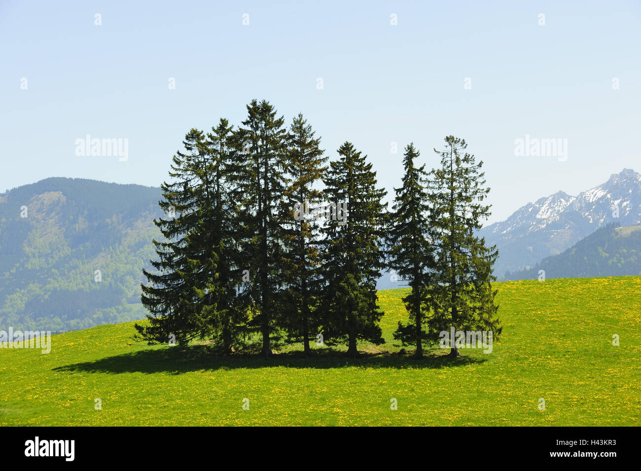 L'Allemagne, en Bavière, à l'Est de l'Allgäu, décor avec pieds, Banque D'Images