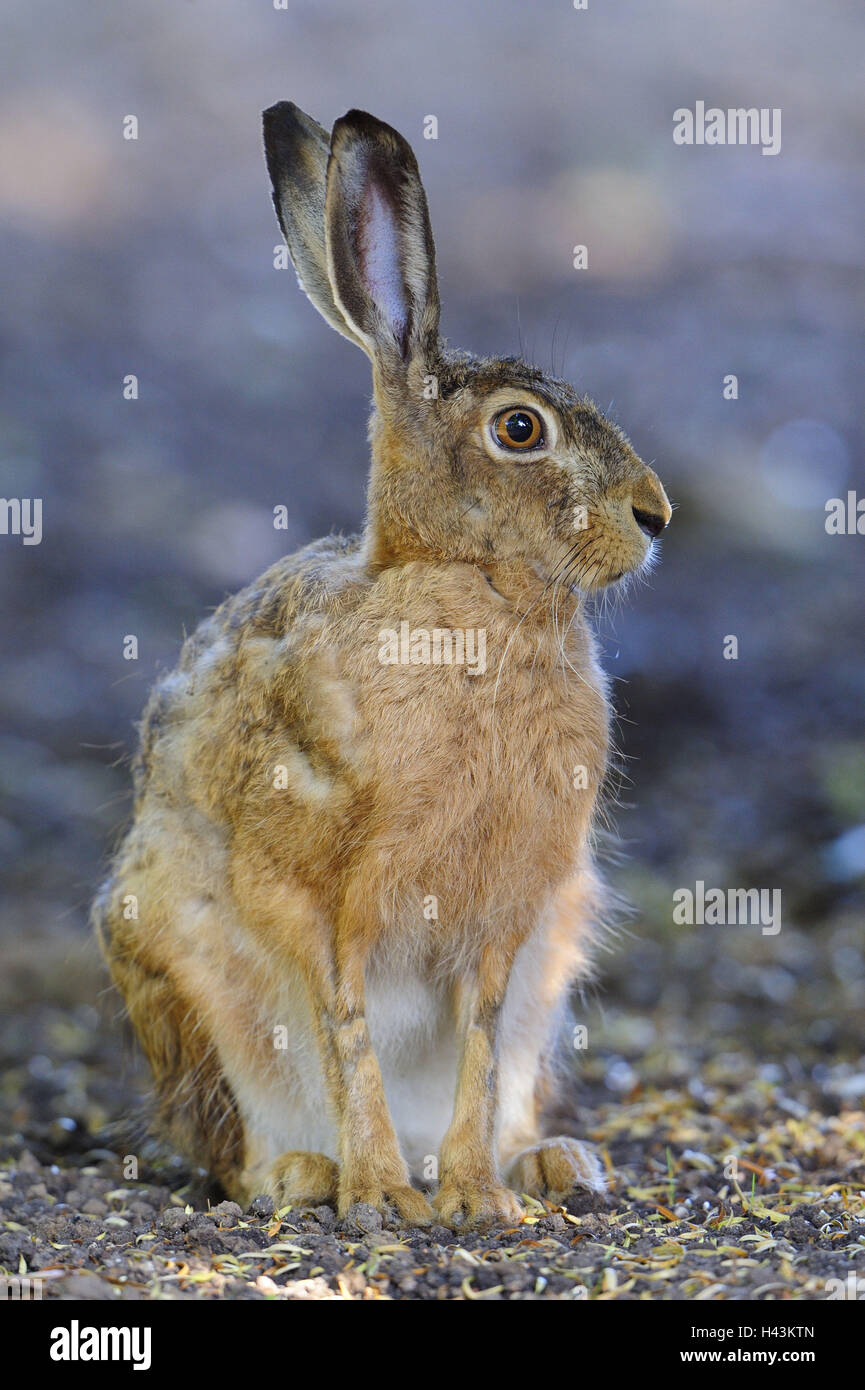 Lièvre brun Lepus europaeus, Banque D'Images