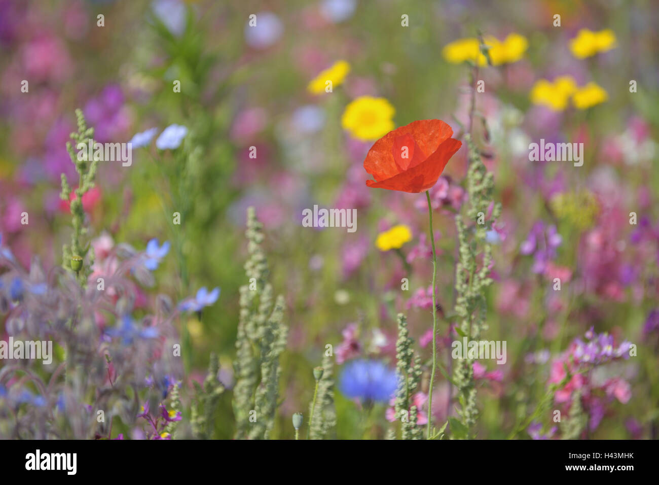 L'Allemagne, la Bavière, la montagne de la lame, l'été, pré, prairie, fleurs d'été, de couleurs vives, clap, graines de pavot Banque D'Images