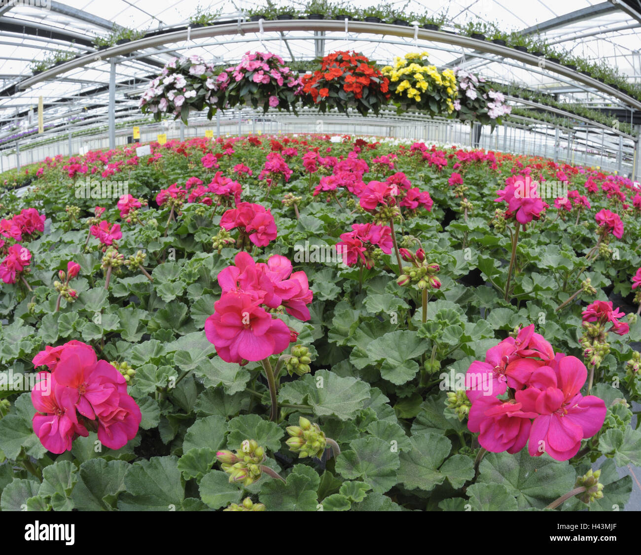 Market Garden, géraniums, Banque D'Images