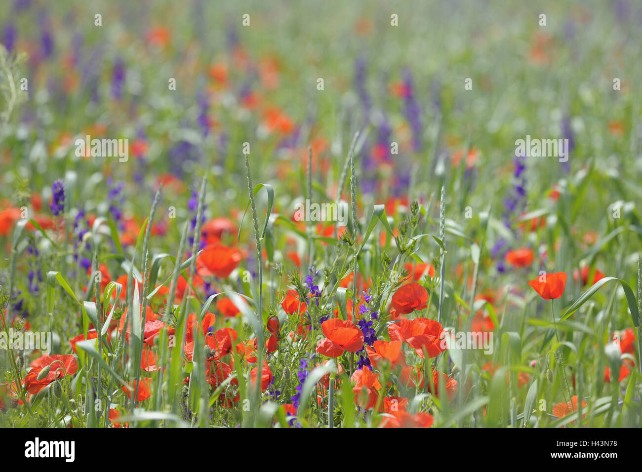 Clap les graines de pavot, delphinium, début de l'été, s'épanouir, Banque D'Images