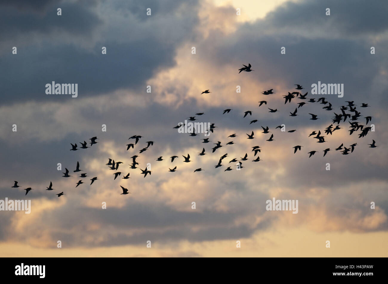 Ciel nuageux, bird's dream, lumière du soir, Banque D'Images