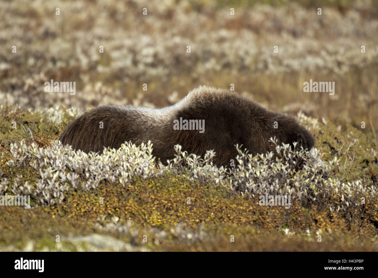 Le bœuf musqué, Ovibos moschatus, Norvège, Dovrefjell, automne, vache, Banque D'Images