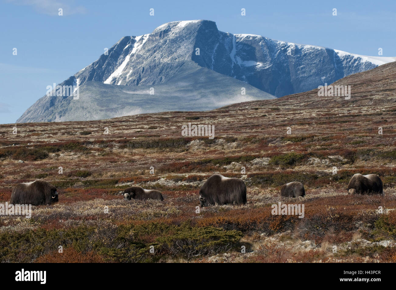 Le bœuf musqué, Ovibos moschatus, se concentre, en Norvège, Dovrefjell, automne, Banque D'Images