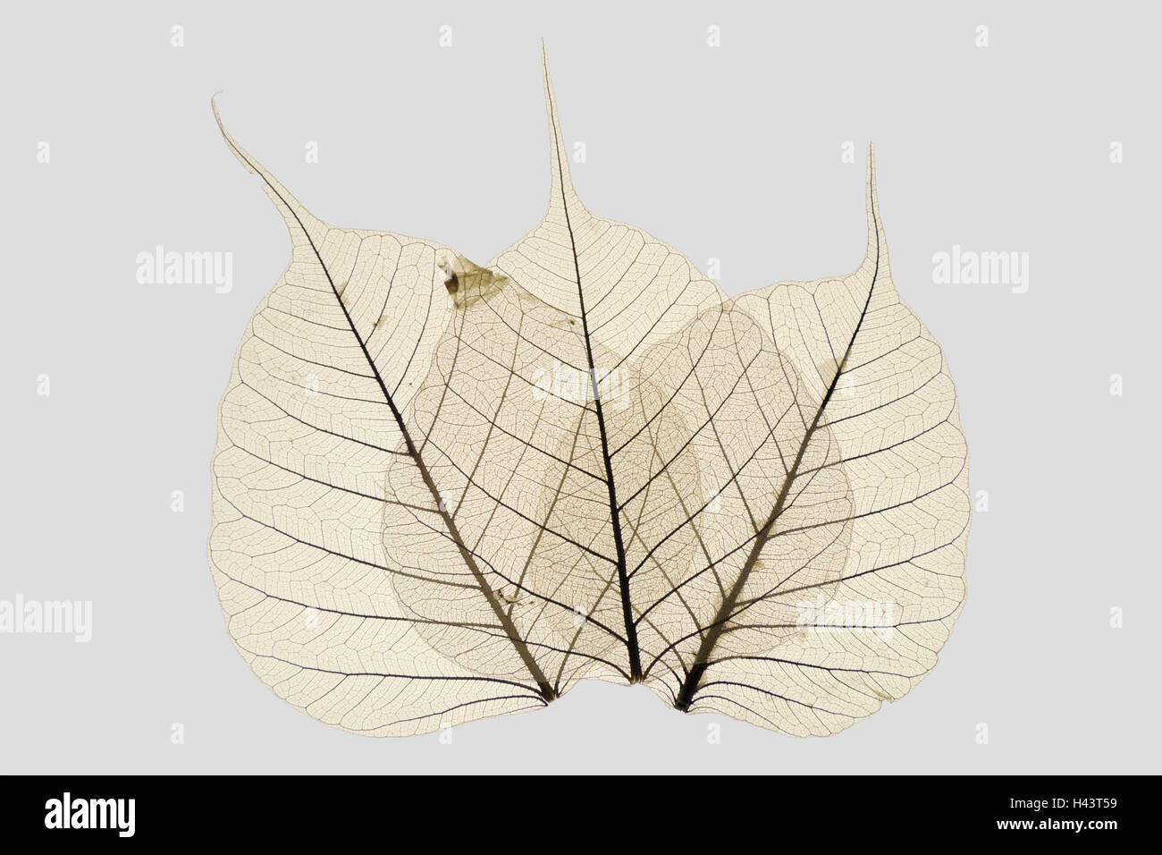 Fig peuplier, de feuilles, de structure, d'orchestre, forme, silhouette, cœur, sagesse, feuillage, photographie de produits, veines, sèchement, usine, des nervures, détail, automne, s'assèche, la structure des feuilles, l'échantillon, forme coeur, en forme de coeur, l'arbre du Bouddha, la lumière transmise, cut out, conception, nature, filigrane, trois, Banque D'Images