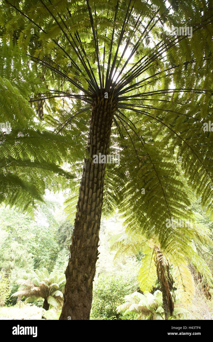 Fougère arborescente, Angle, Portugal, Sintra, Parc, jardin, arbres, fougères, Banque D'Images