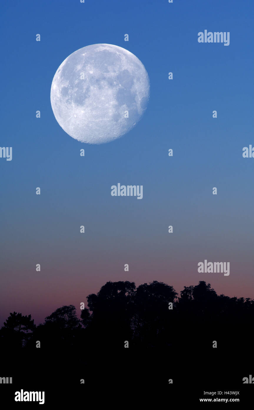 Pleine lune, arbres, ciel du soir, (M), Banque D'Images