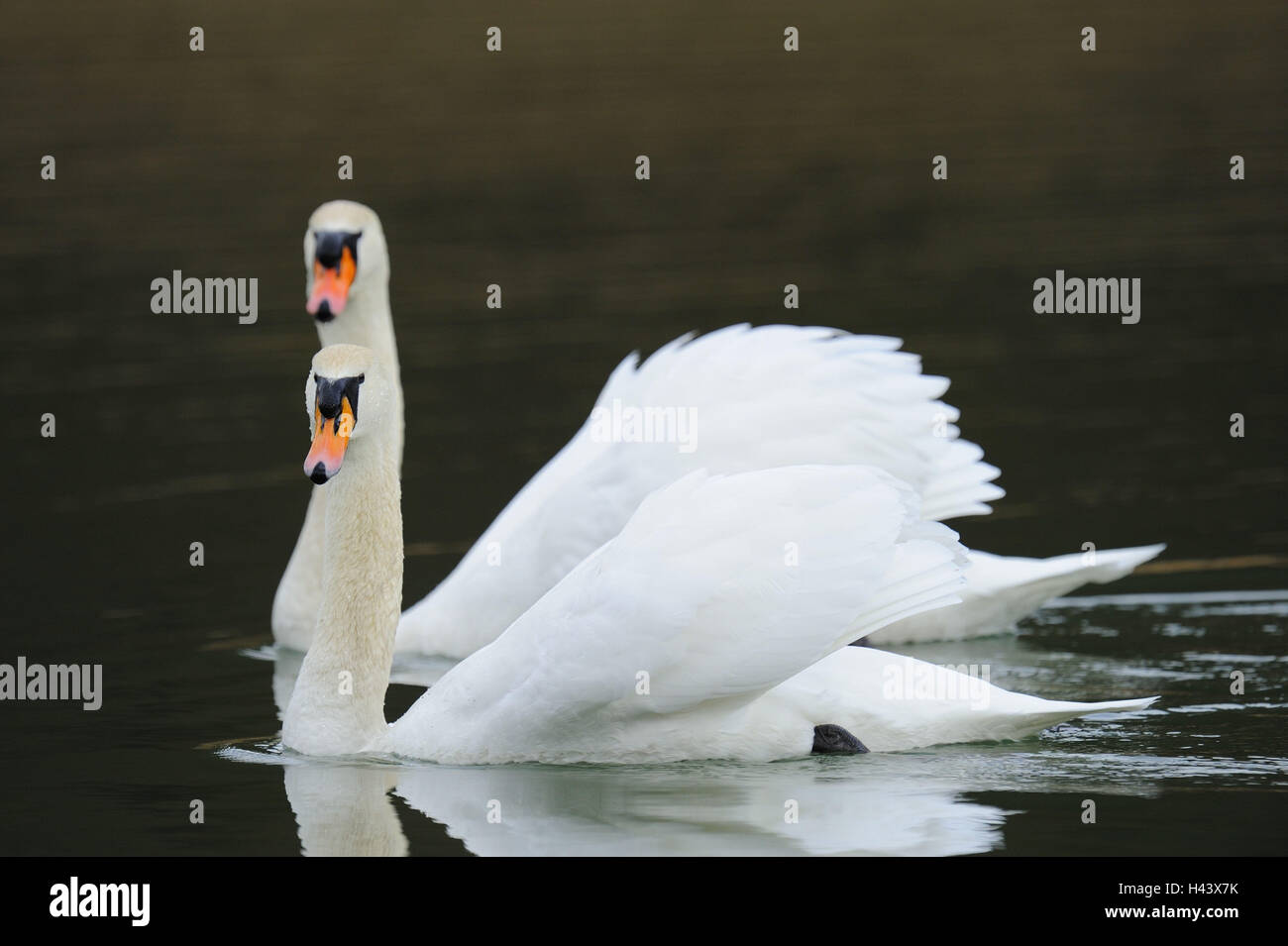 Cygnes bosse, Cygnus olor, deux, nager, Banque D'Images