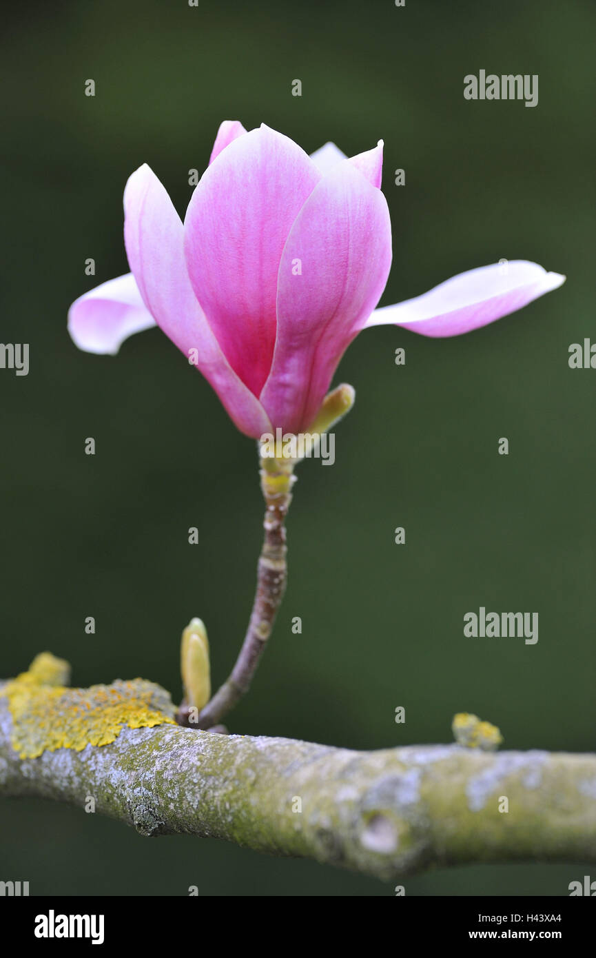 Magenta magnolia, Magnolia denudata, blossom, détail, Banque D'Images