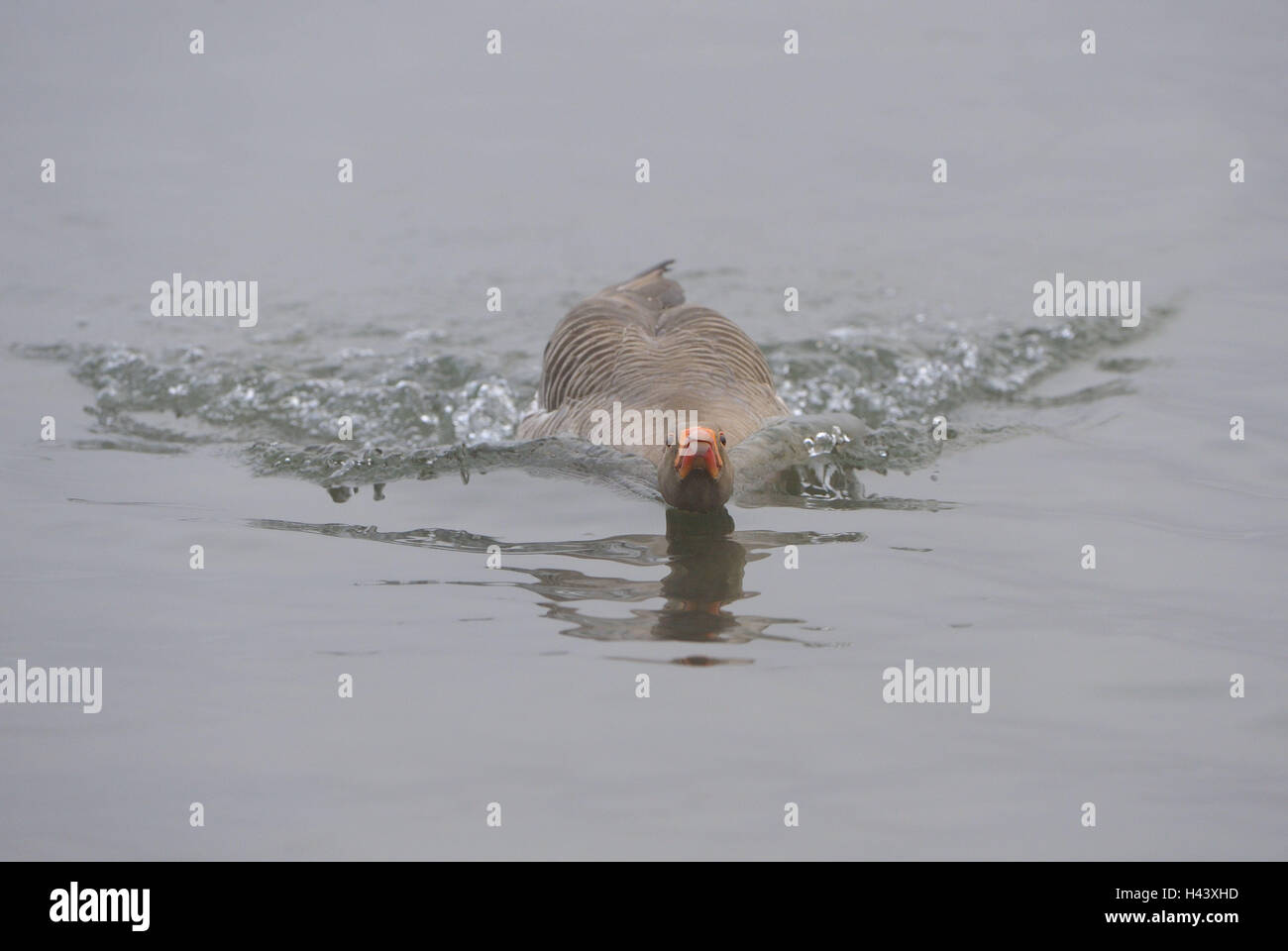 Lac, oie cendrée, Anser anser, nager, les eaux, les oiseaux de l'oie, anatidae, canards, oies sauvages, anatidae, goose, animal, animaux, oiseaux de l'eau, les animaux sauvages, attaque, défense, la nature, Banque D'Images