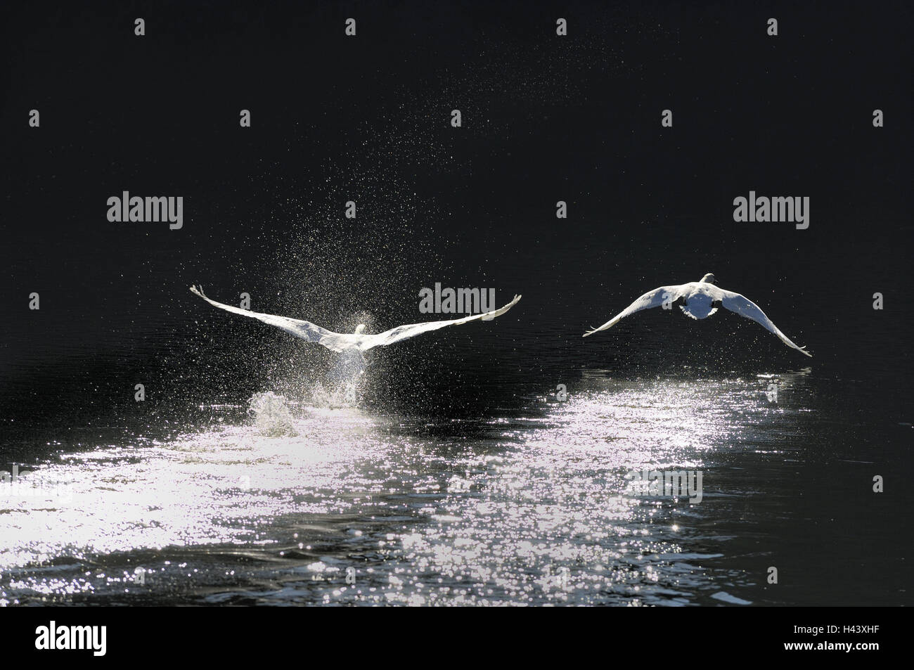 Des lacs, des cygnes, bosse Cygnus olor, vol, de l'eau, goutte d'eau, cygnes, oies, oiseaux, oiseaux d'eau, anatidae, deux de l'oiseau, genre, voler, lancer, aller à la chasse, trace, la nature, les animaux, les animaux sauvages, monde animal, animaux, animaux sauvages, blanc, Banque D'Images