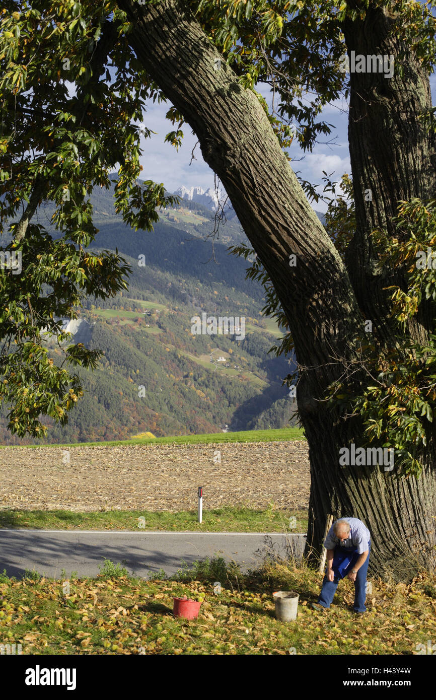 L'homme, manger les châtaignes, recueillir, Feldthurns, Eisacktal, Tyrol du Sud, Italie, Banque D'Images