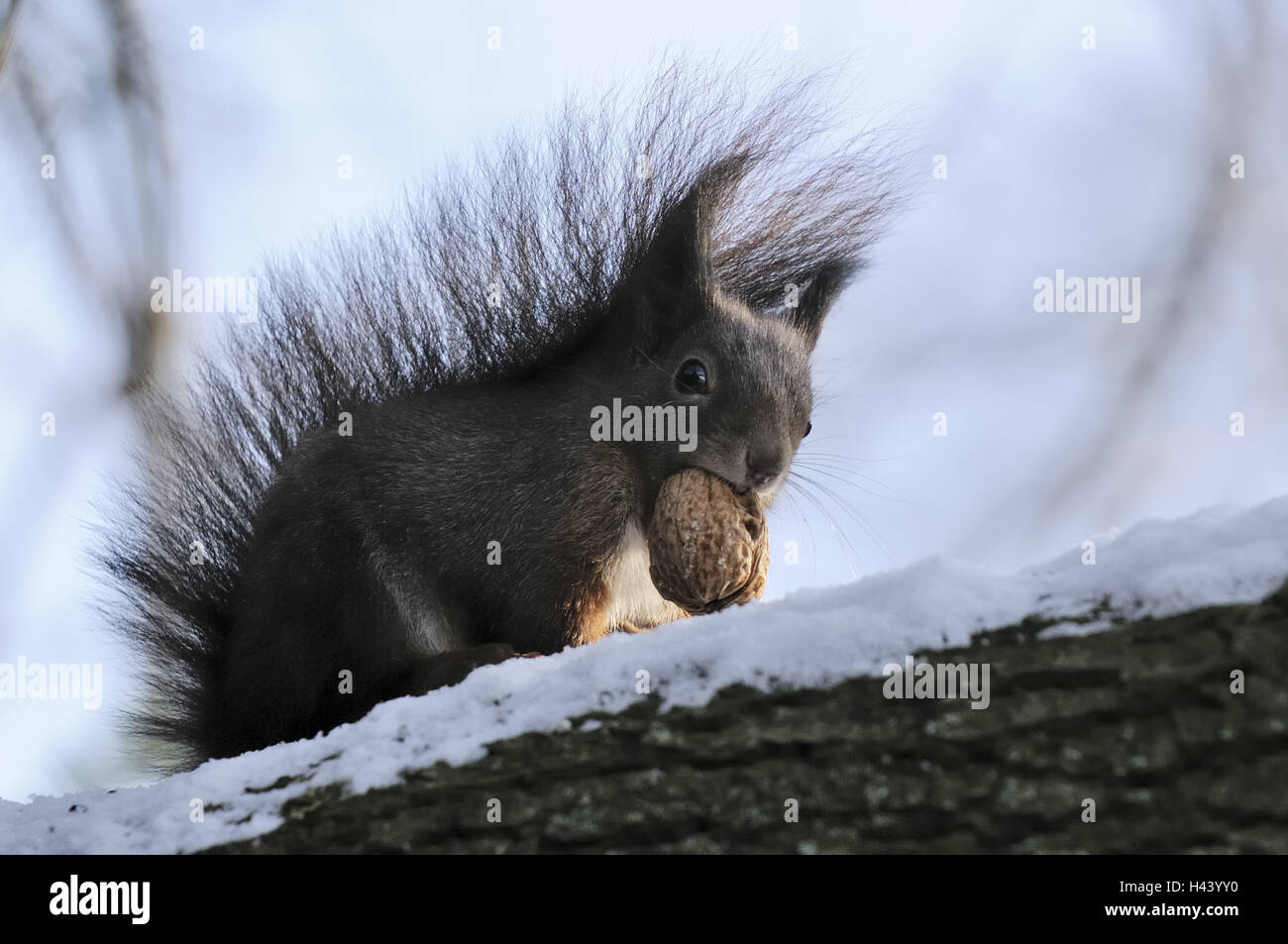 Les Écureuils, Sciurus vulgaris, arbre, monter, organiser le détail, l'écrou, les animaux, la nature, la faune, les animaux sauvages, d'un mammifère, rongeur, croissant, à l'extérieur, de la direction générale, le tronc, le tronc, l'habitat, de l'attention, griffes, griffes festival, queue, buissonnante, neige, hiver, nourriture, Banque D'Images