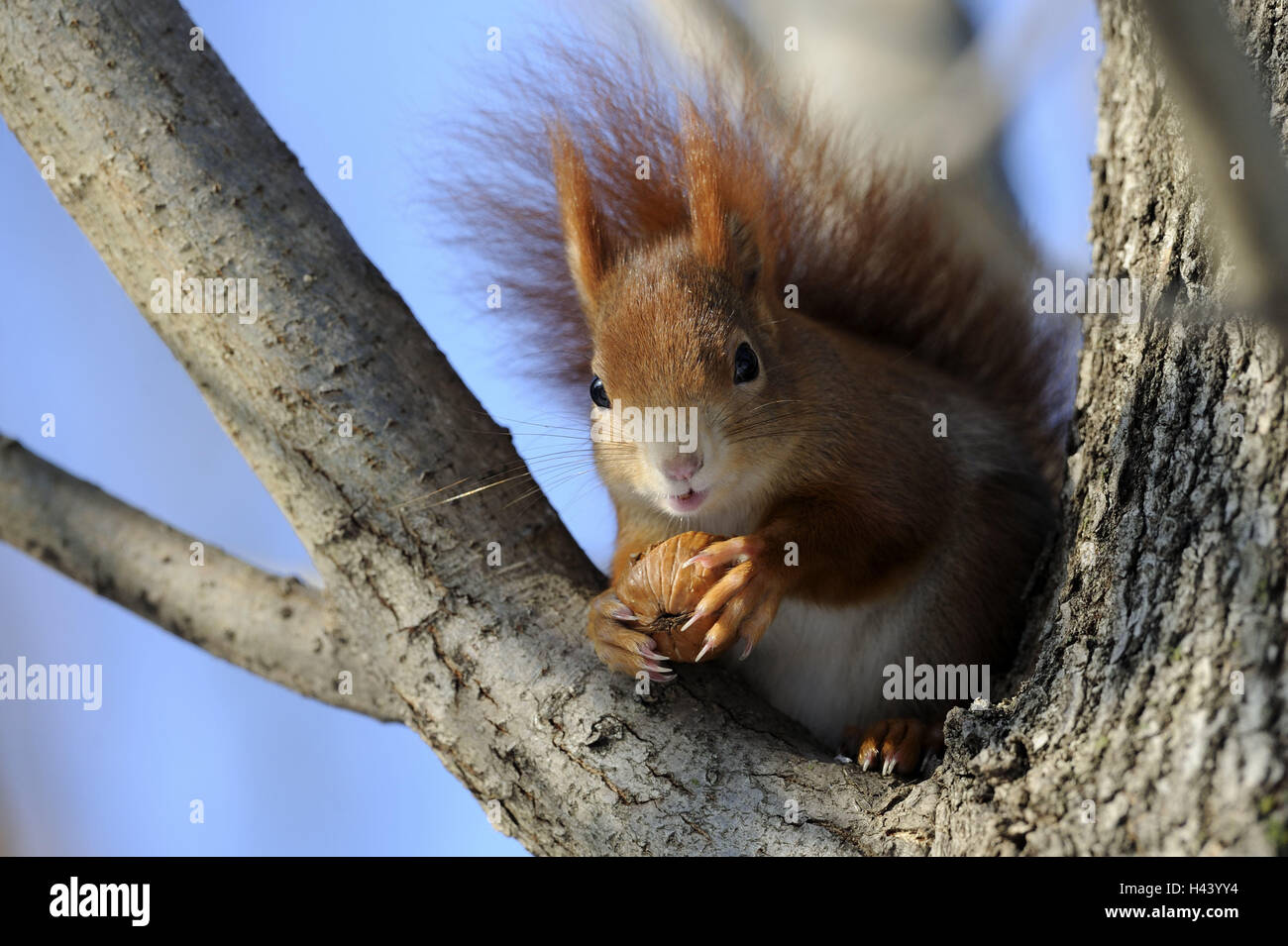 Les Écureuils, Sciurus vulgaris, arbre, s'asseoir, maintenir le détail, l'écrou, les animaux, la nature, la faune, les animaux sauvages, d'un mammifère, rongeur, croissant, à l'extérieur, de la direction générale, le tronc, le tronc, l'habitat, de l'attention, griffes, griffes festival, queue, buissonnante, de l'alimentation, de l'alimentation, de manger, de recherche Banque D'Images