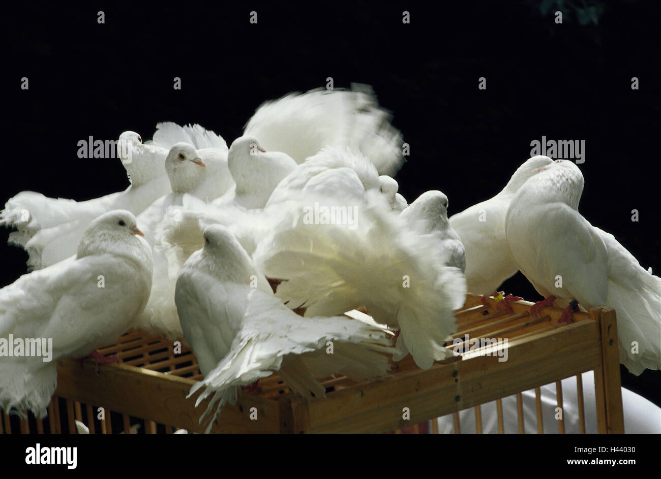 Carte En Bois Cage Pigeons Blanc Il Ny Siéger Doiseaux