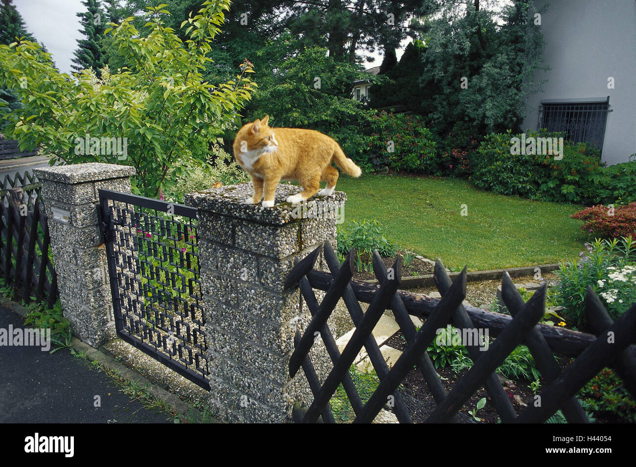 Jardin Cloture Barriere Cat Asseyez Vous Regardez Autour De Vue De Cote Cloture Jardin Propriete But Objectif Jardin Maison Pilier Post Chat Animal Animal De Compagnie L Attention A Rayures Rouges Corps Entier A Jardin Cloture Barriere Cat Asseyez Vous Regardez Autour De Vue De Cote Cloture Jardin Propriete But Objectif Jardin Maison Pilier Post Chat Animal Animal De Compagnie L Attention A Rayures Rouges Corps Entier A