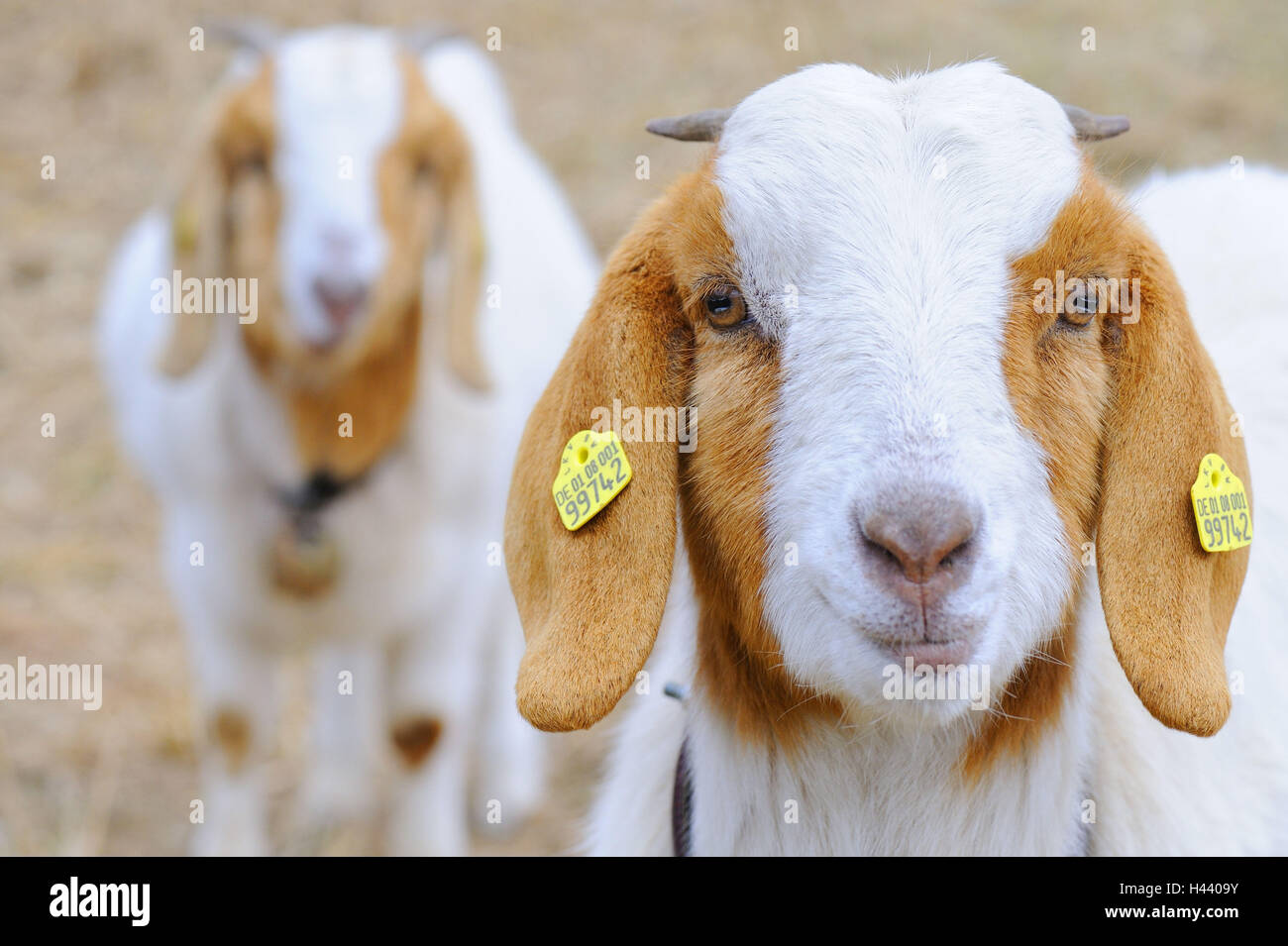 Chèvre domestique, Capra hircus, marque de l'oreille, portrait, Banque D'Images