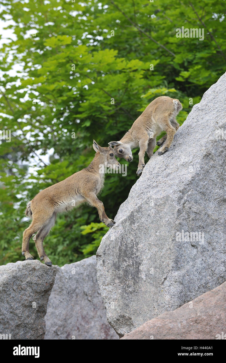 Alp Capricorne, Capra ibex, les jeunes animaux, deux, des rochers, grimper, lutte, vue latérale, Banque D'Images