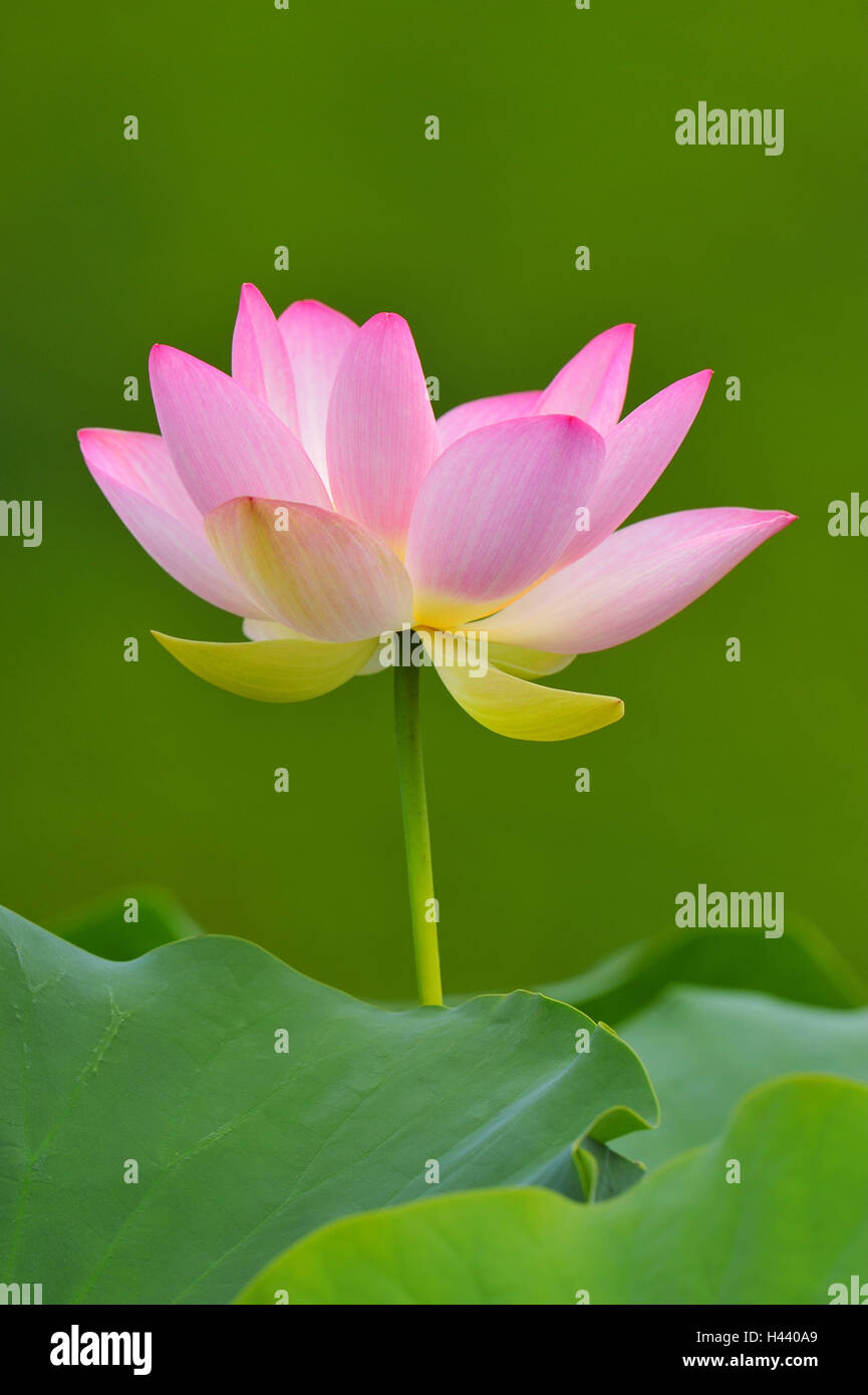 Indian fleur de lotus Nelumbo nucifera, blossom, Banque D'Images