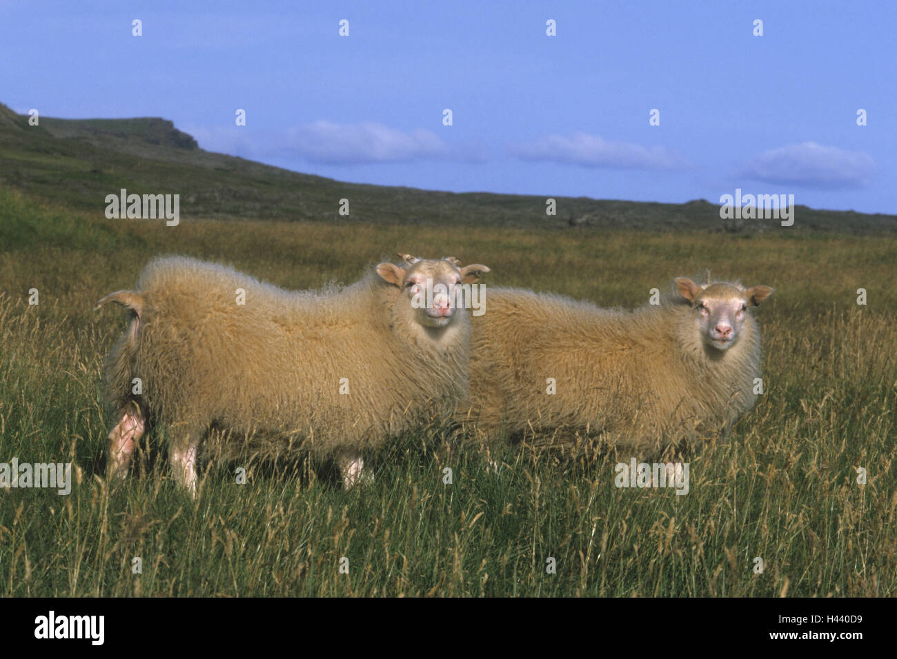mouton-d-islande-banque-de-photographies-et-d-images-haute-r-solution
