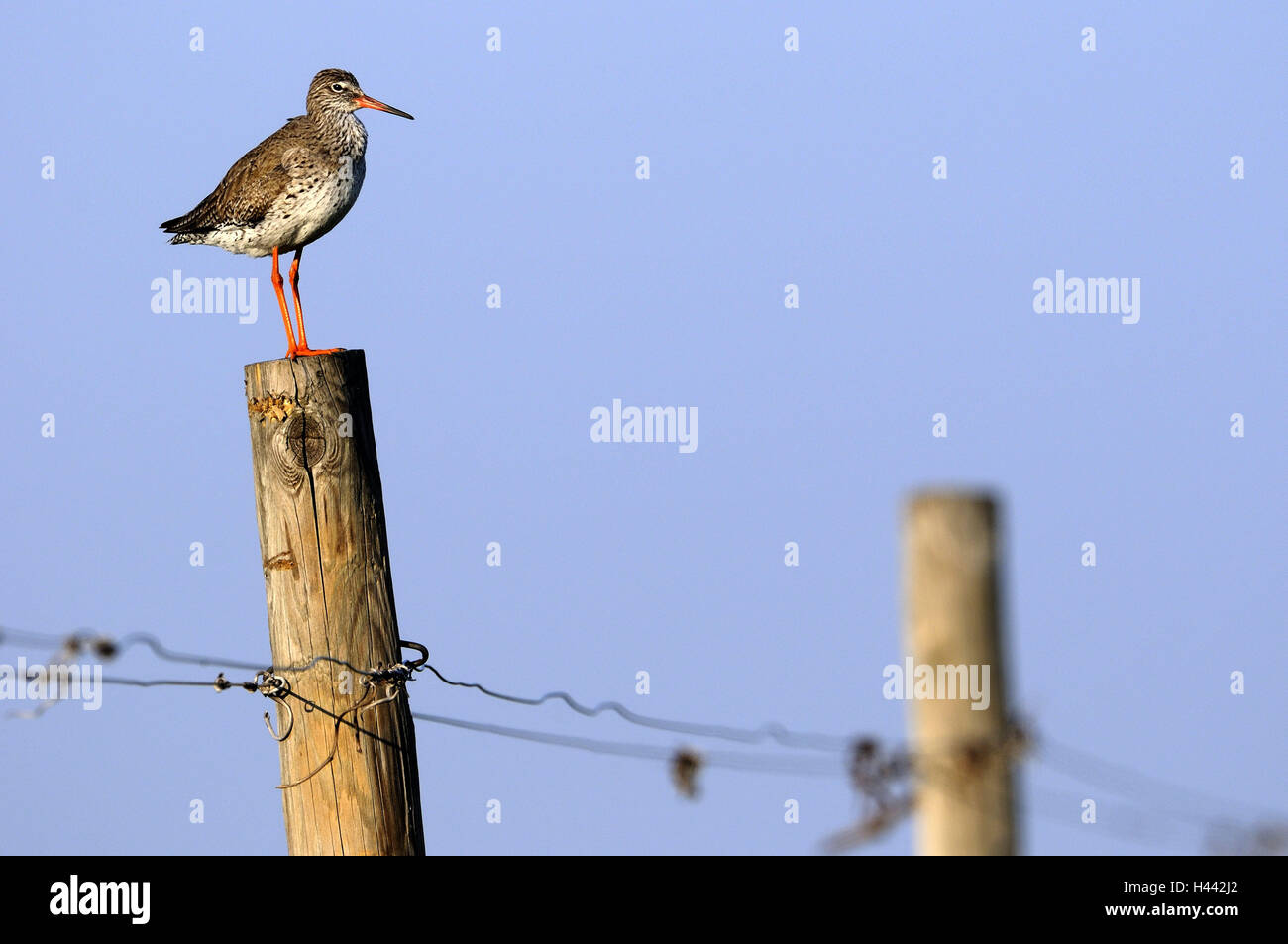 Les cuisses rouges, Tringa dead anus, poteaux de clôture, détail, animal, oiseau, oiseaux, la bécassine corps tout entier, le socle, poteaux, piquets de bois, à l'extérieur, flou, Banque D'Images