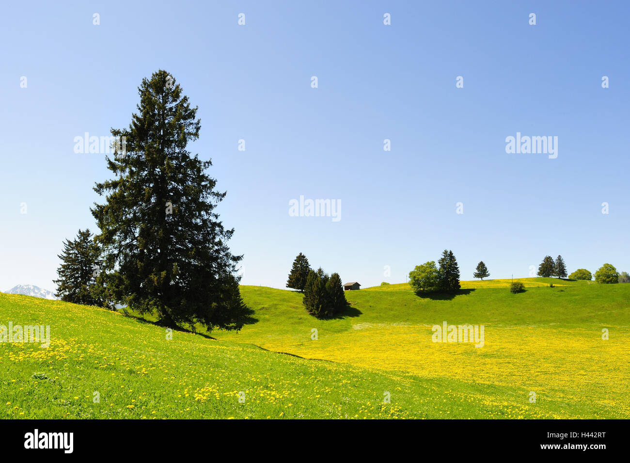 L'Allemagne, en Bavière, à l'Est de l'Allgäu, décor avec pieds, Banque D'Images