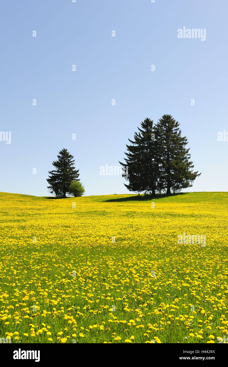 L'Allemagne, en Bavière, à l'Est de l'Allgäu, décor avec pieds, Banque D'Images