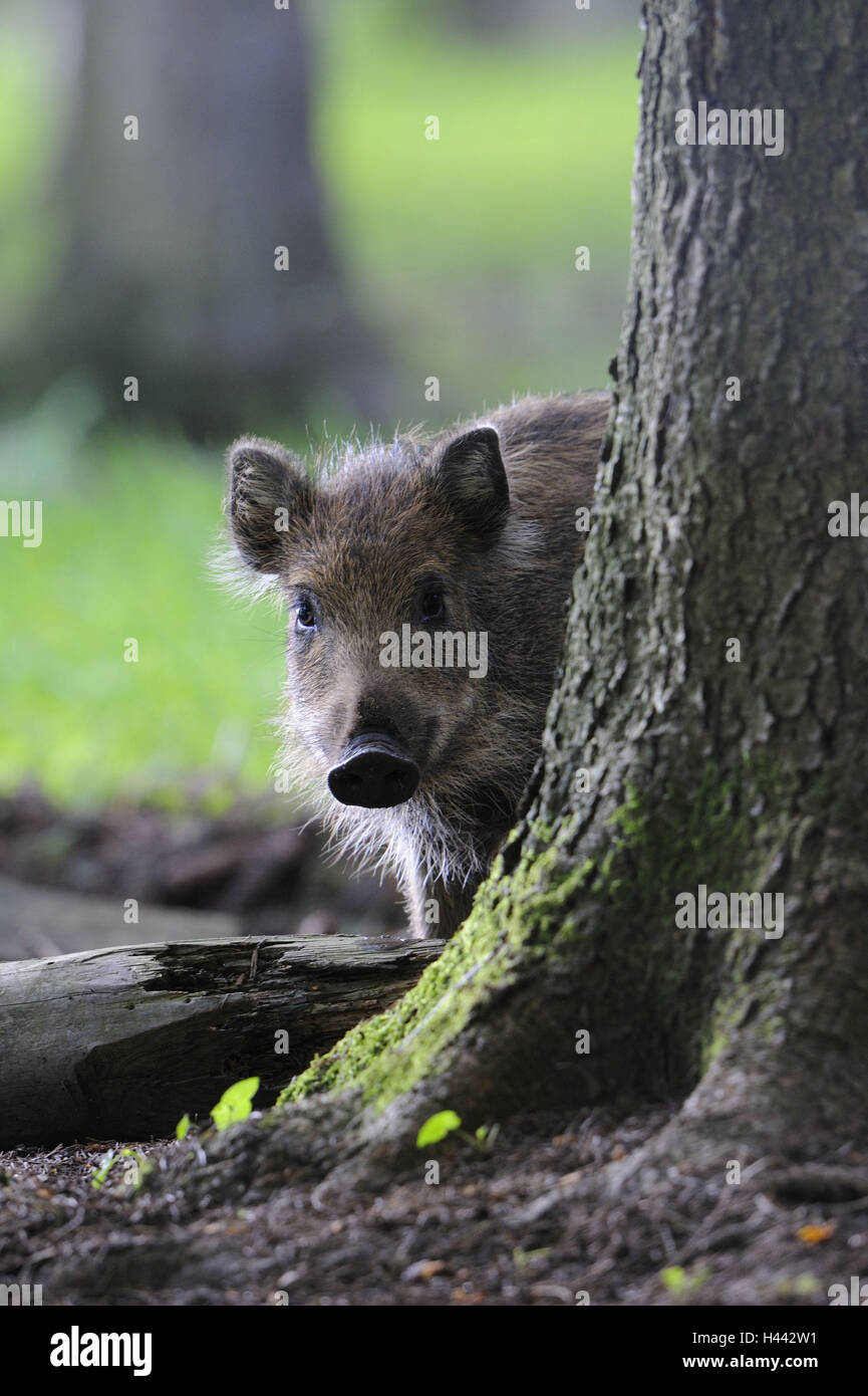 Sanglier, Sus scrofa, Banque D'Images