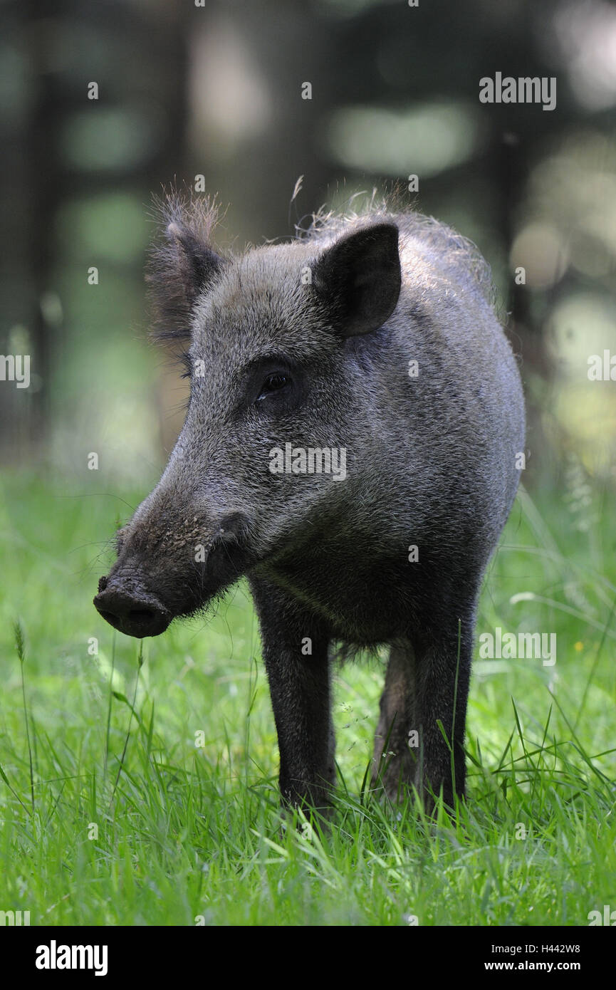 Sanglier, Sus scrofa, Banque D'Images