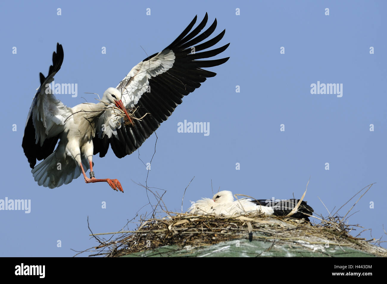 La cigogne blanche, Ciconia ciconia, nid, la construction du nid, de l'Allemagne, les animaux, les oiseaux, deux, couple, Storchenpaar, Bird's Nest, Stork|s nest, ciel, bleu, ciel, corps entier, à l'extérieur, l'espèce animale, protégé, menace, des branches, de la direction générale, Banque D'Images