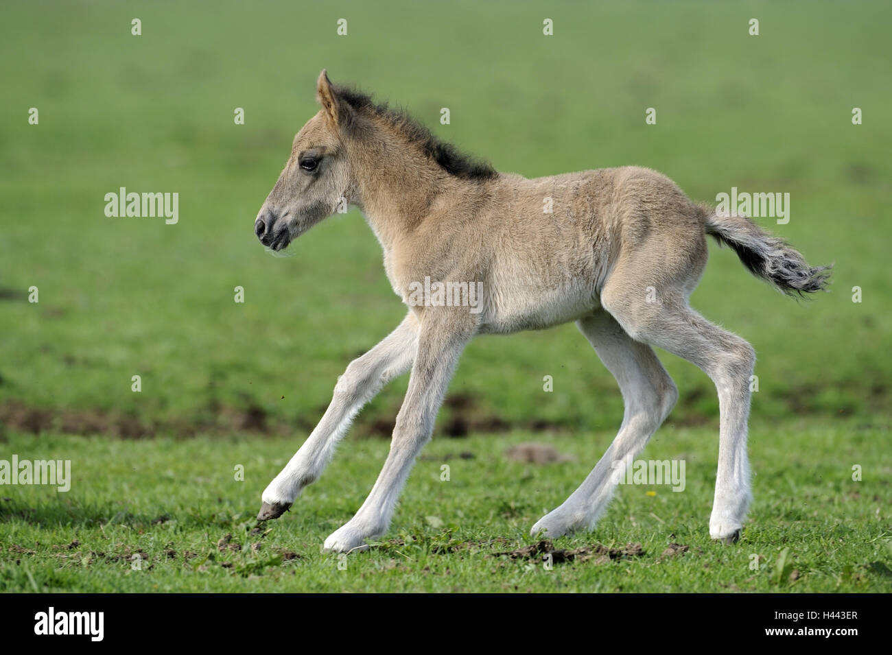 Dülmen chevaux sauvages, prairie, Poulain, sur le côté, l'Allemagne, l'Nordrheinwestfahlen, point d'intérêt, monument naturel, l'Wildpferdgestüt, réserve naturelle, la conservation de la nature, chevaux, course de cheval, jeune animal, mammifère, animal, à l'extérieur, animal grégaire, seule, enfant, animaux, corps entier Banque D'Images