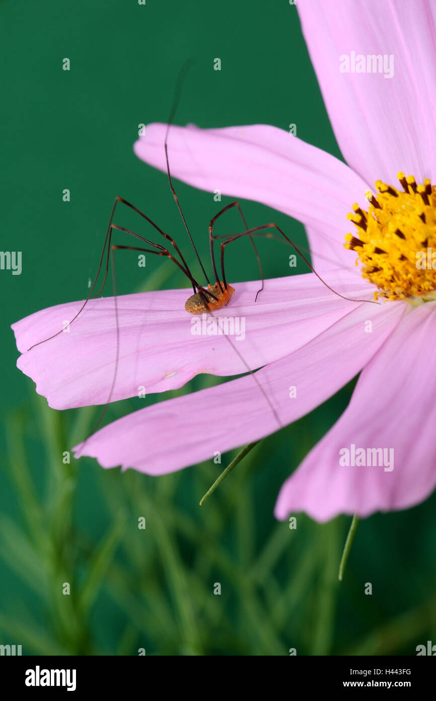 Blossom, Daddy Longlegs-, Banque D'Images