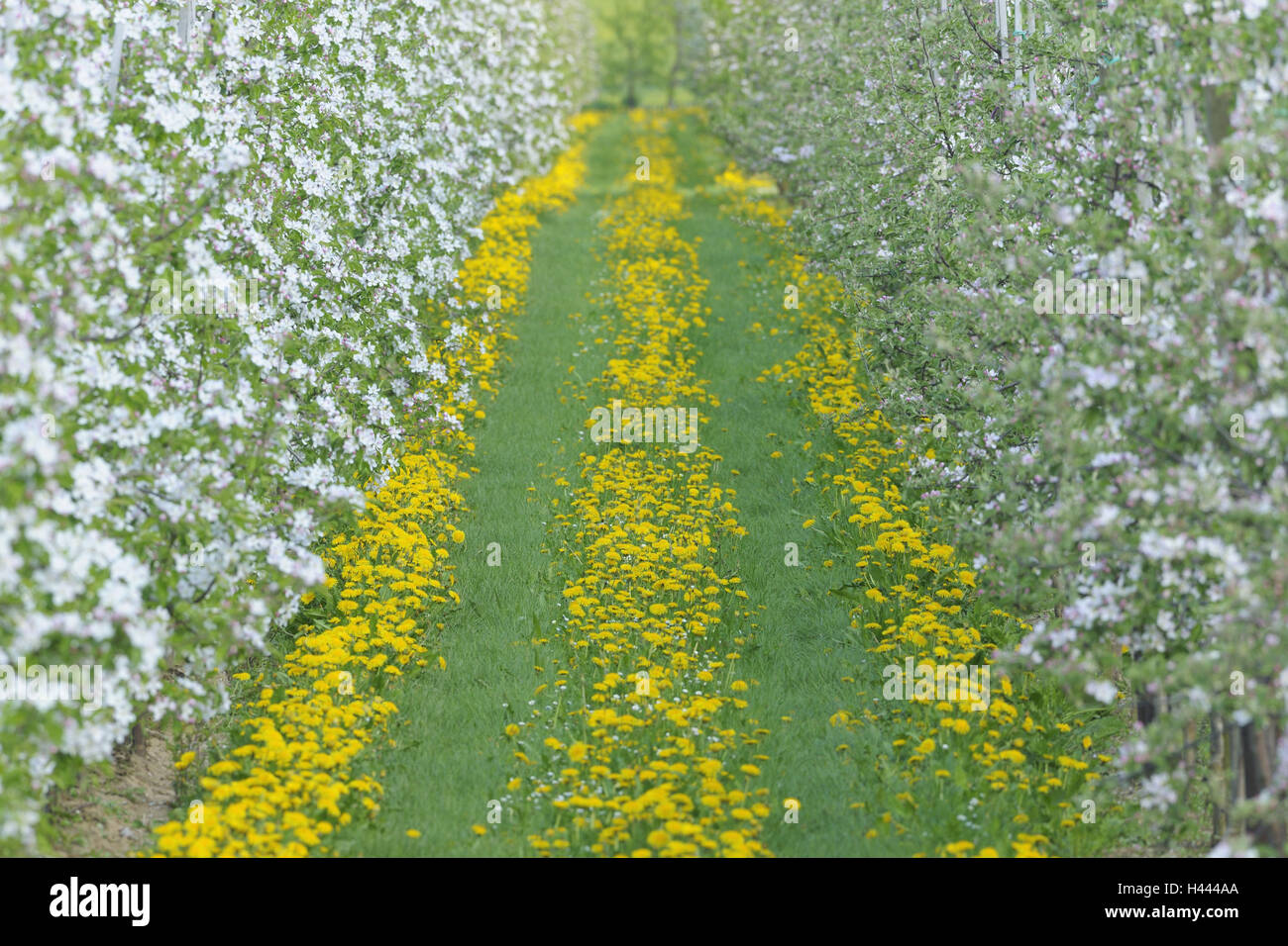 Pommiers, Malus domestica, pissenlit, Taraxacum officinale, détail, printemps, Banque D'Images
