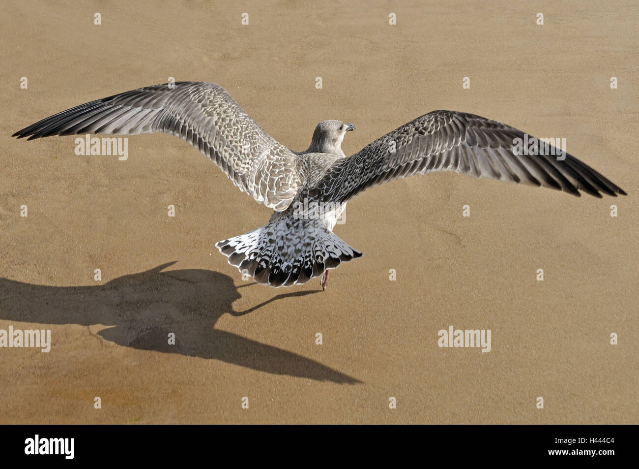 Gull, le sable, l'ombre, Banque D'Images