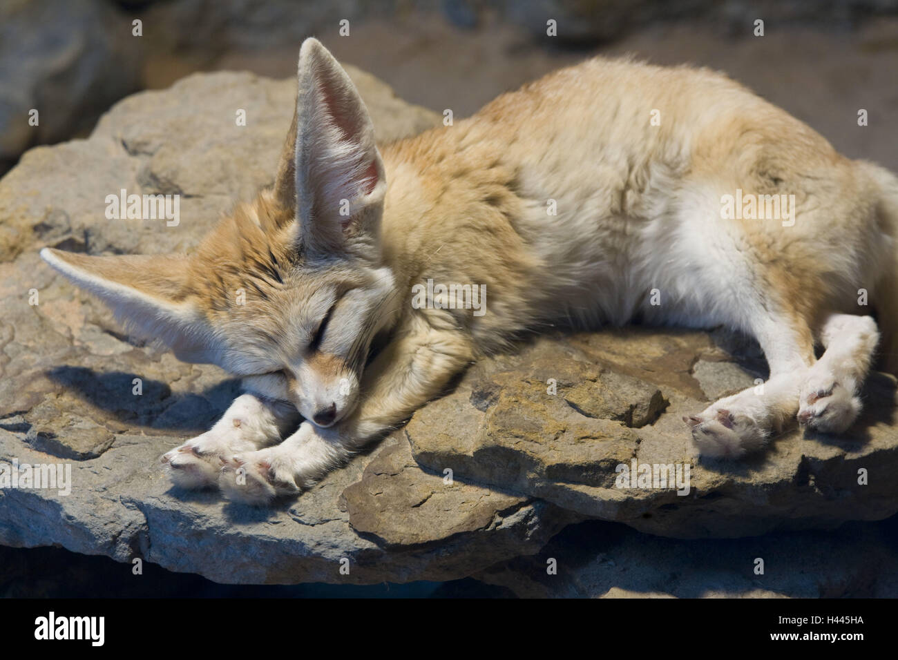 Wild fox, Fennek, Vulpes zerda, endormi, zoo Wilhelma, Stuttgart, Allemagne, Banque D'Images