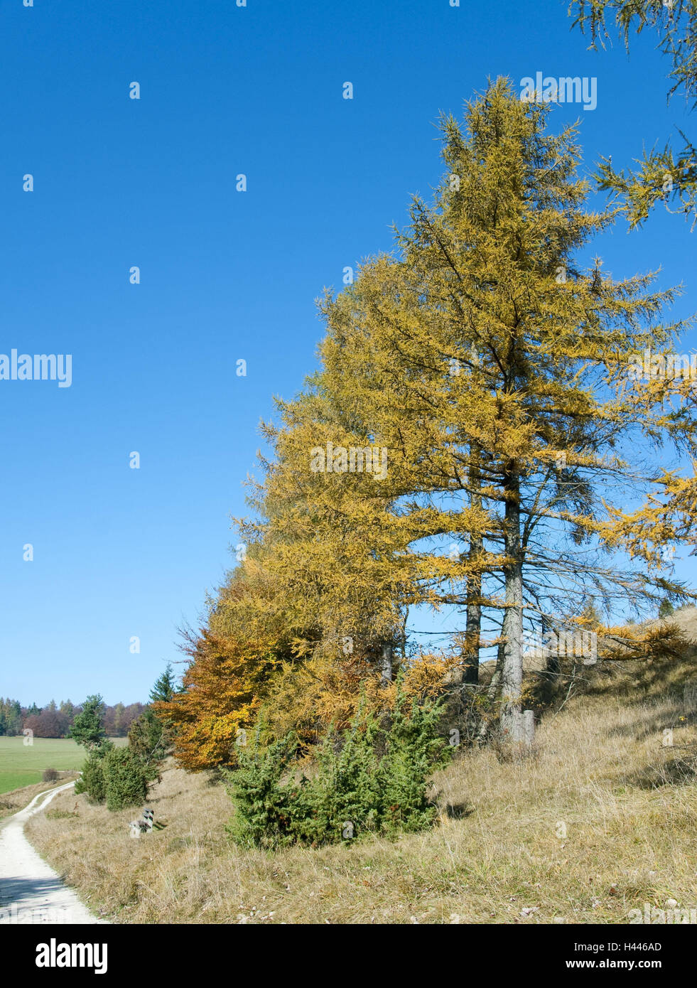 Le mélèze d'Europe, la coloration d'automne, Zollernalbkreis pin, plantes, arbres, conifères, mélèzes, automne, l'automne de l'humeur, chemin, marchez, prairie, ciel, bleu, Banque D'Images