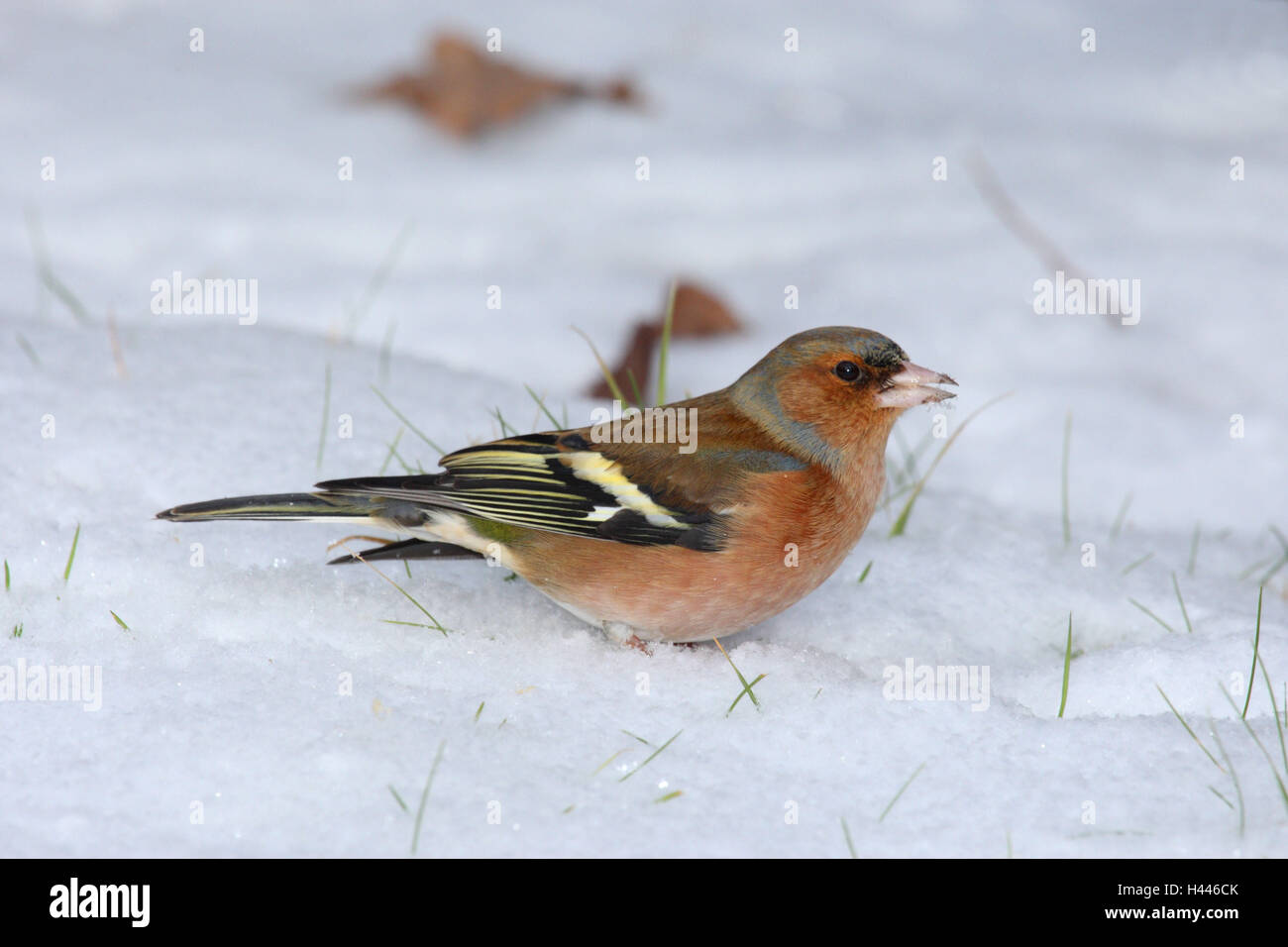 Chaffinch, hiver, Fringilla coelebs, Banque D'Images