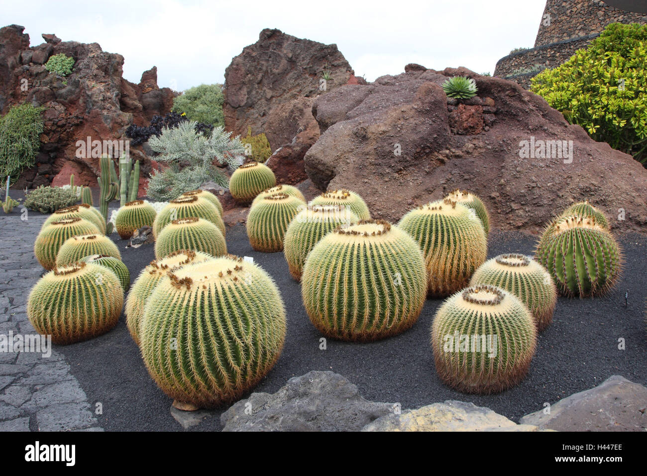 Espagne, Canaries, Lanzarote, golden barrel cactus, grusounii à quille, jardin de cactus, Banque D'Images